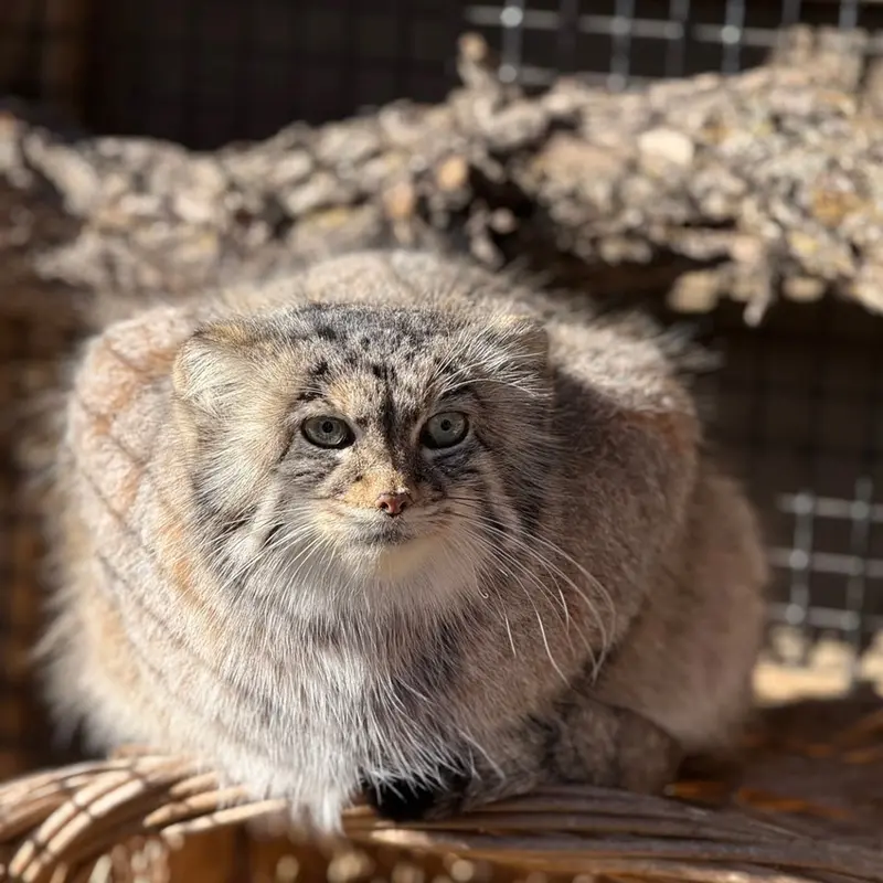 A photograph of Nozomi in Miller Park Zoo
