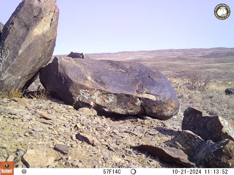 A photograph of Kazakh pika from Koshkar camera trap