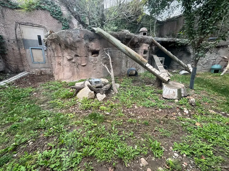 A photograph of a Pallas's cat
