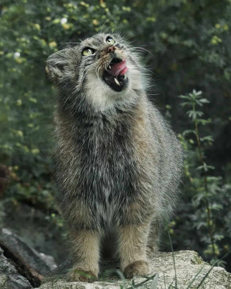 A photograph of a Pallas's cat