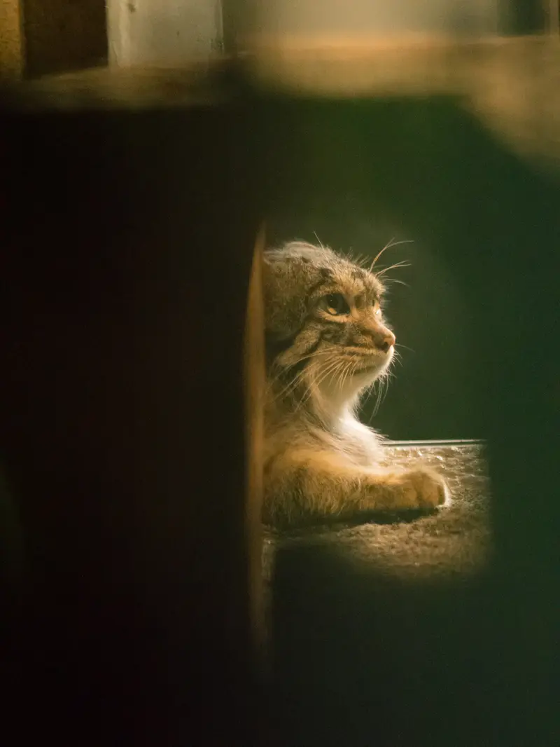 A photograph of Figa in Nogeyama Zoo