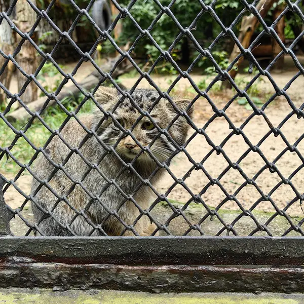A photograph of Ginger in Novosibirsk Zoo