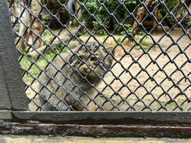 A photograph of Ginger in Novosibirsk Zoo