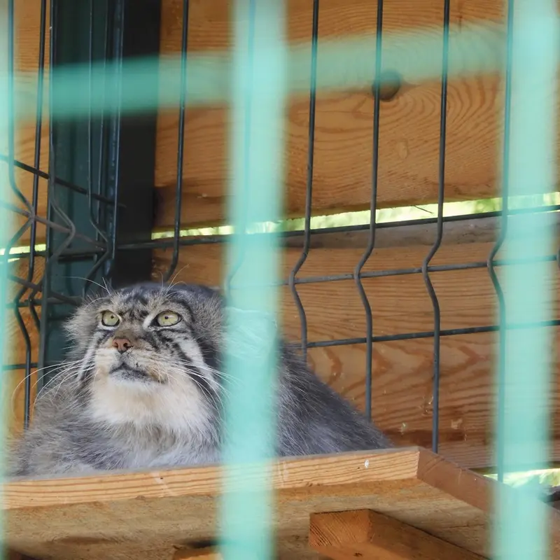 A photograph of a Pallas's cat
