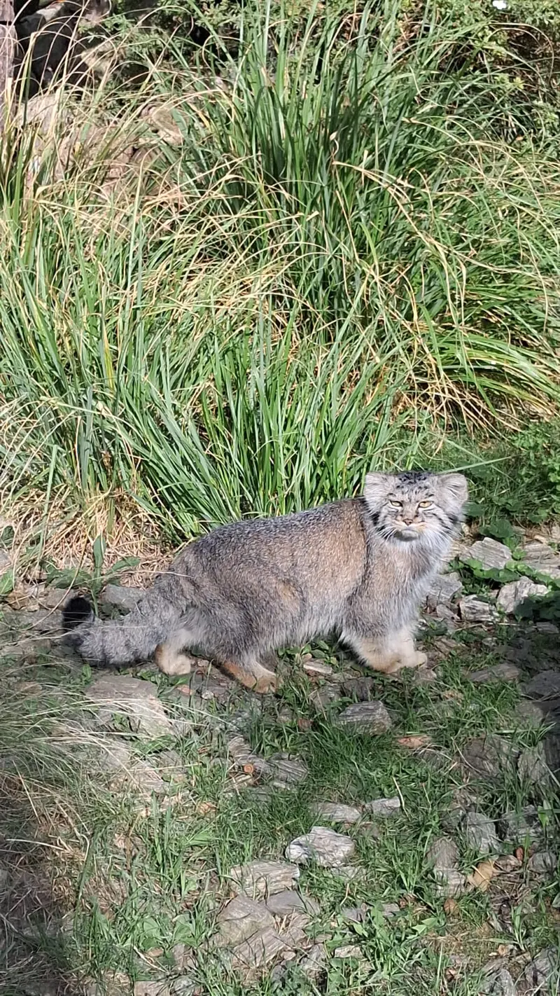 A photograph of a Pallas's cat