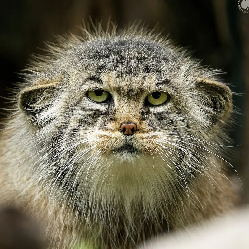 Borsika the Pallas's cat from Budapest Zoo & Botanical Garden