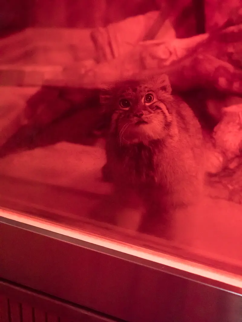 A photograph of Naim in Ueno Zoological Gardens