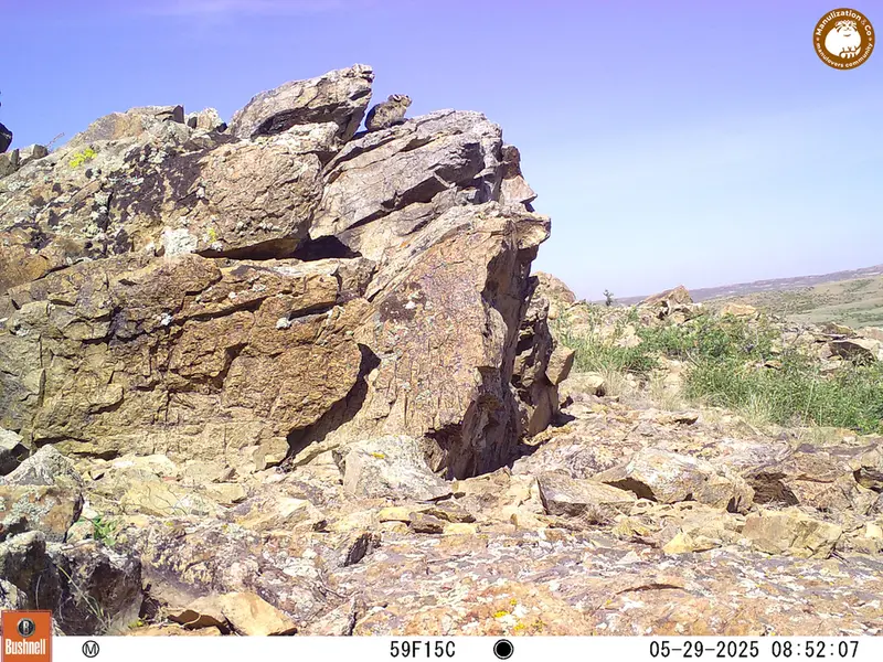 A photograph of Kazakh pika from Karashoky [new] camera trap