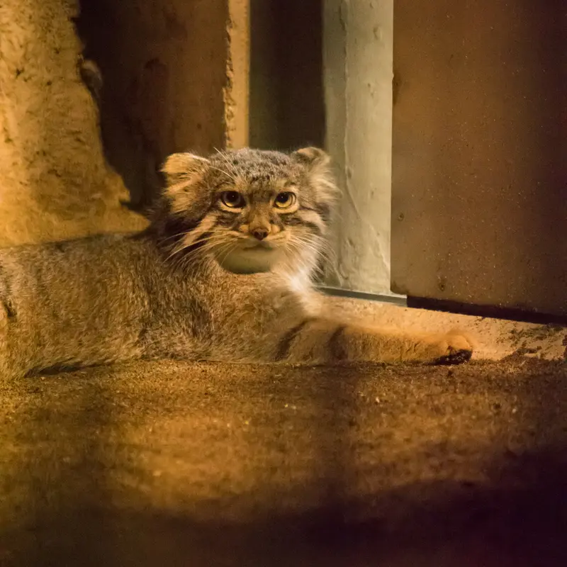 A photograph of Figa in Nogeyama Zoo