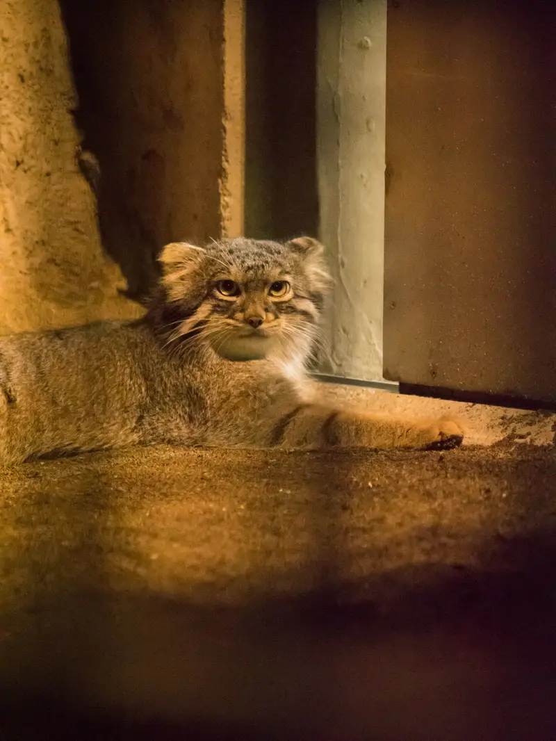 A photograph of Figa in Nogeyama Zoo