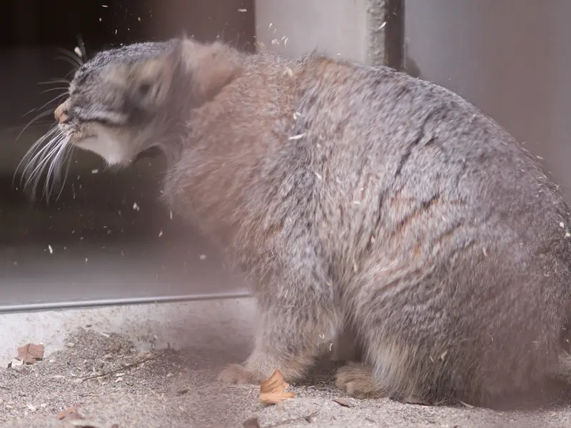 A photograph of Figa in Nogeyama Zoo