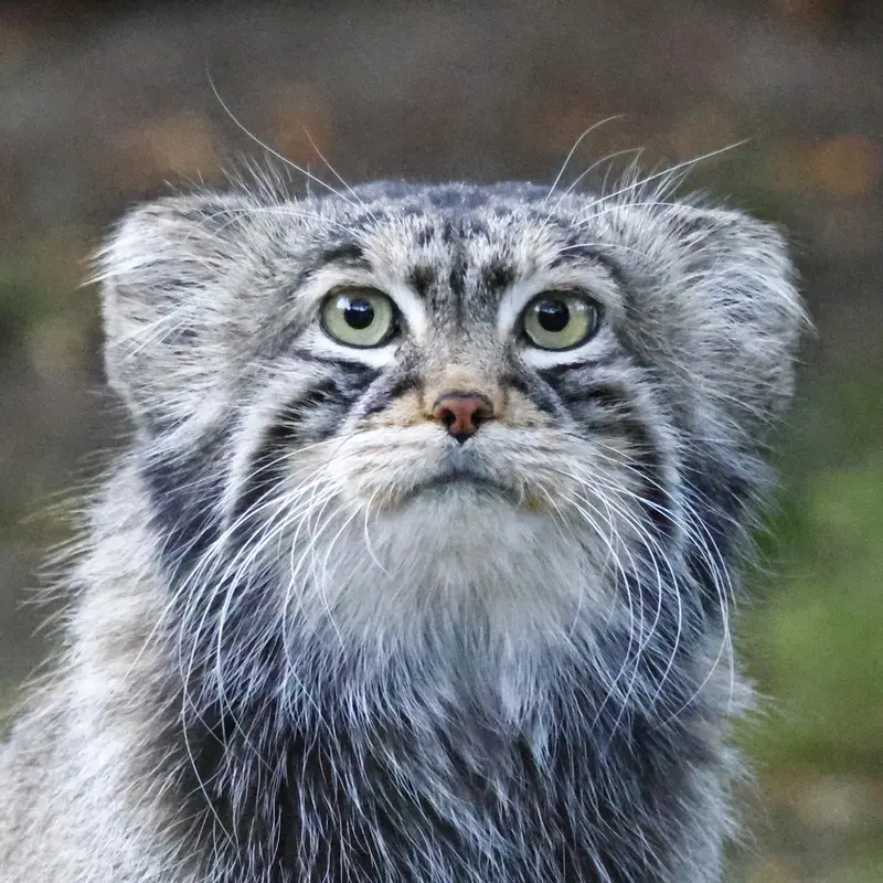 Timofey the Pallas's cat from Moscow zoo