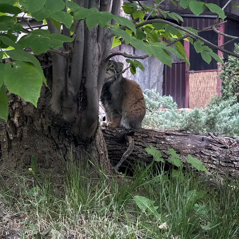 A photograph of Timofey in Moscow zoo