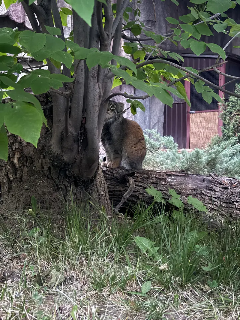 A photograph of Timofey in Moscow zoo