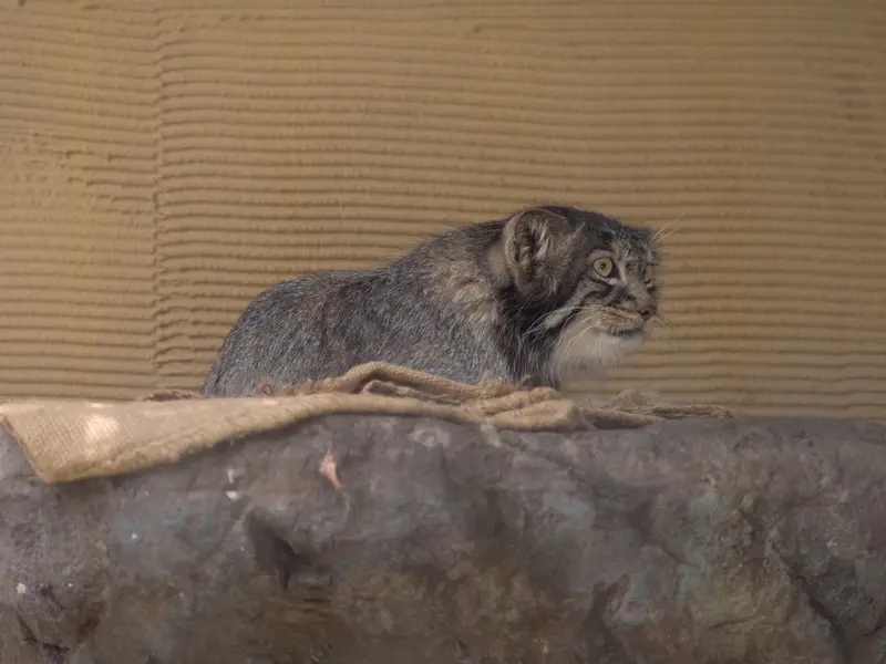 A photograph of Hide in Asahiyama Zoo