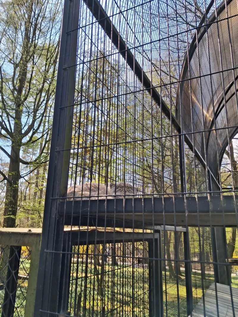A photograph of Tsas in Kraków Zoo