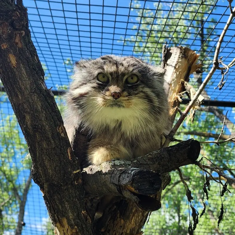 A photograph of Fin in Dakota Zoo
