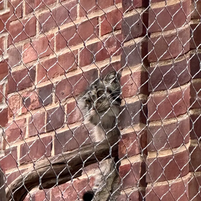 A photograph of a Pallas&#039;s cat in Prospect Park Zoo