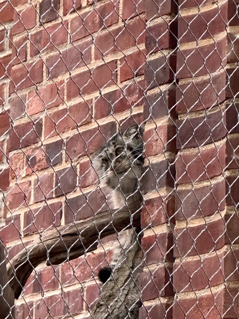 A photograph of a Pallas&#039;s cat in Prospect Park Zoo