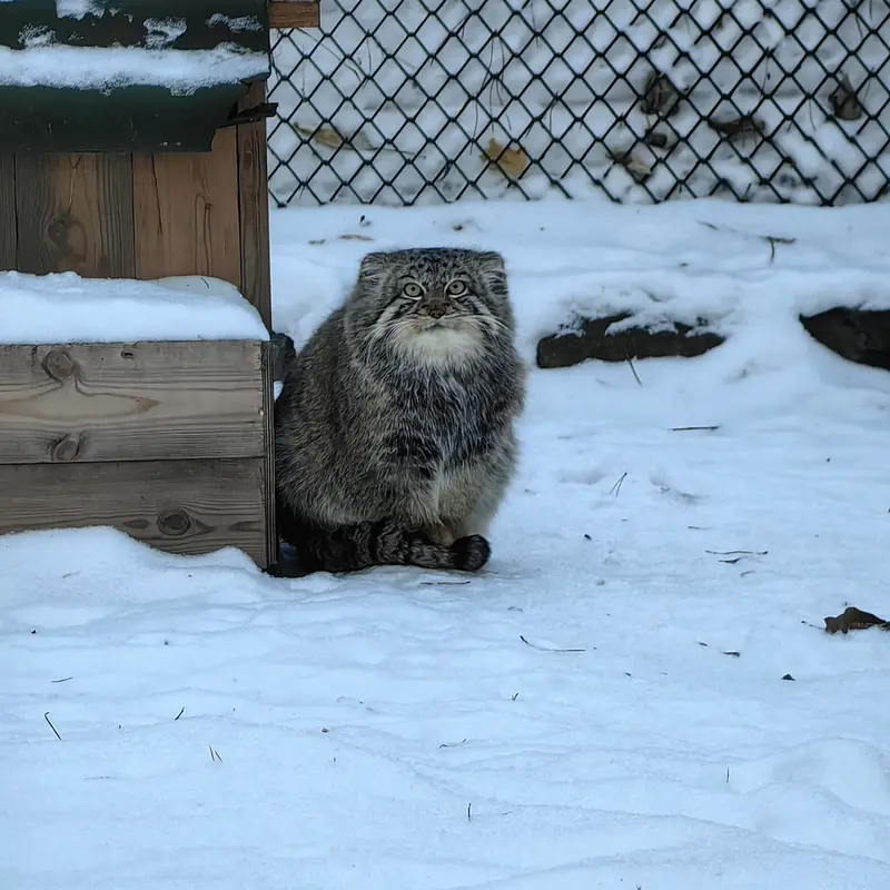 A photograph of Son of Eve 2024 Ⅰ in Novosibirsk Zoo