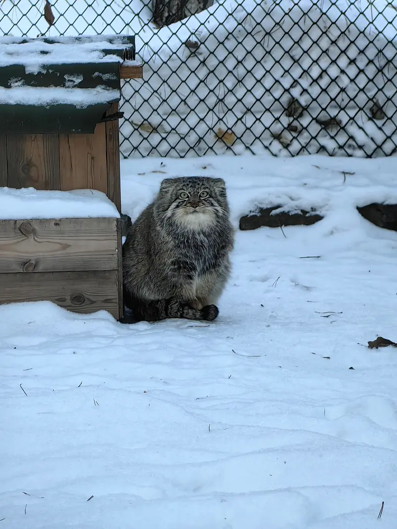 A photograph of Son of Eve 2024 Ⅰ in Novosibirsk Zoo