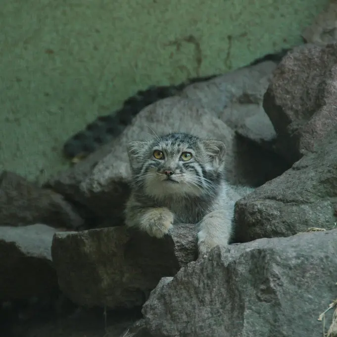 A photograph of Boris Ⅱ in Budapest Zoo & Botanical Garden