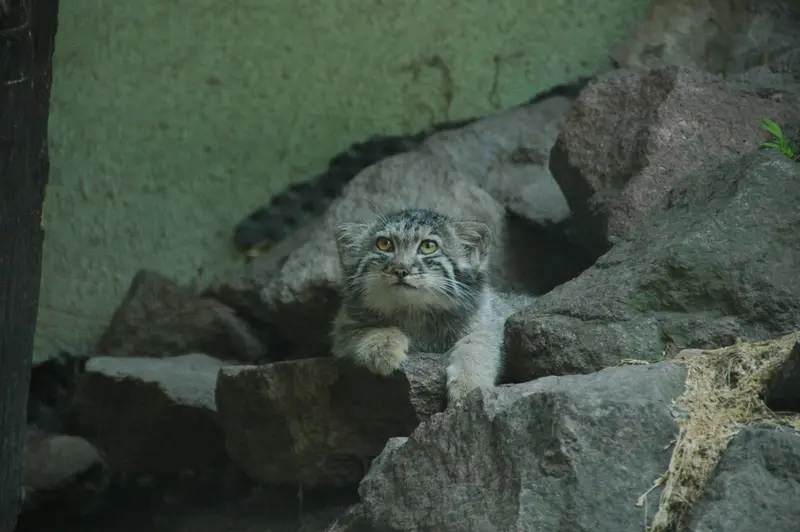 A photograph of Boris Ⅱ in Budapest Zoo & Botanical Garden