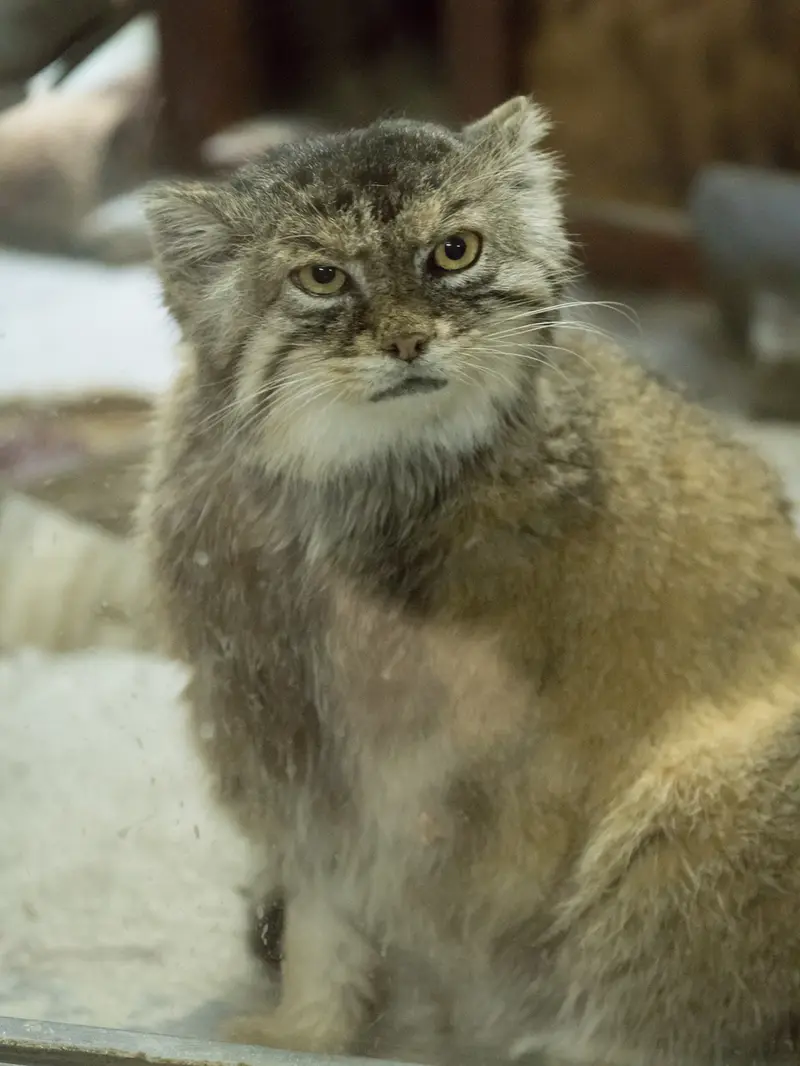 A photograph of Primula in Ueno Zoological Gardens