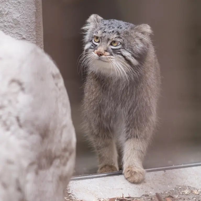 A photograph of Figa in Nogeyama Zoo
