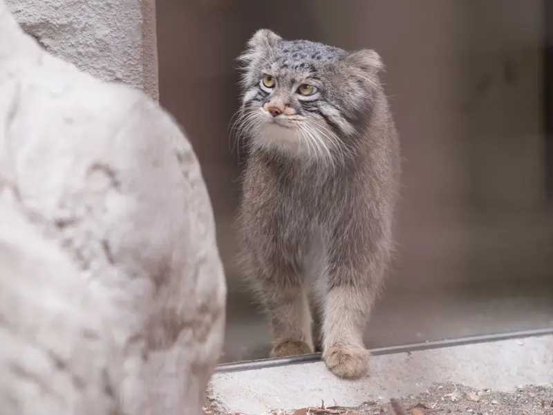 A photograph of Figa in Nogeyama Zoo