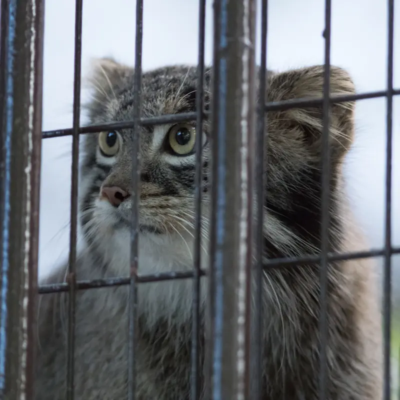 A photograph of Figa in Nogeyama Zoo