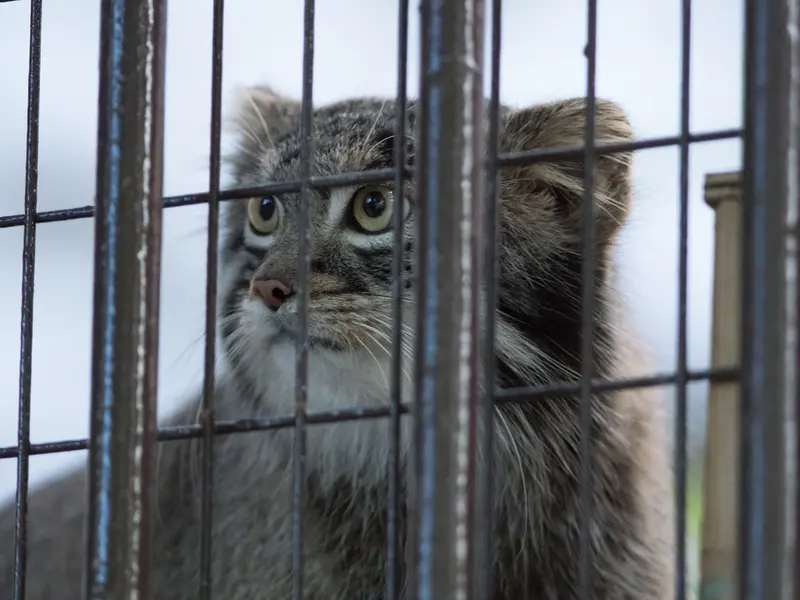 A photograph of Figa in Nogeyama Zoo