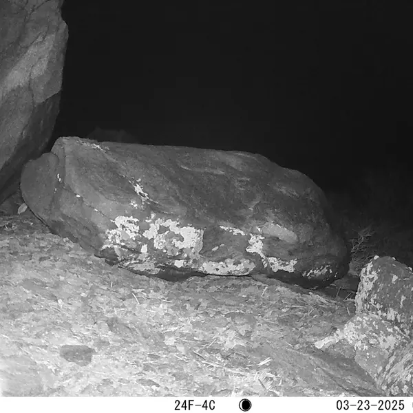 A photograph of Otocolobus manul manul from Koshkar camera trap