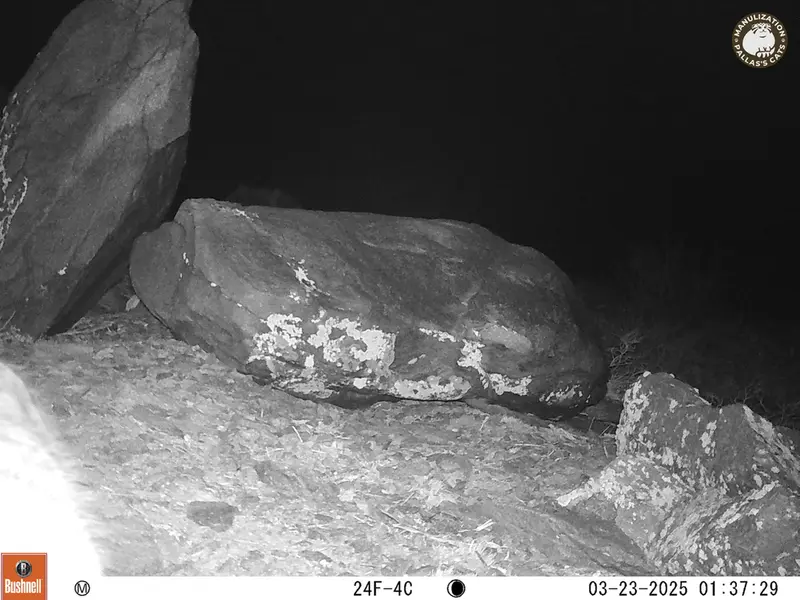A photograph of Otocolobus manul manul from Koshkar camera trap