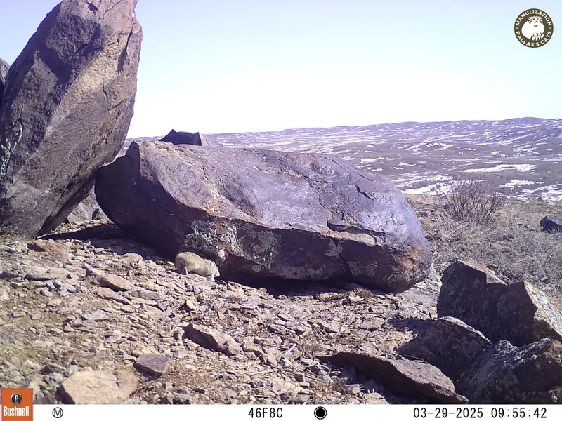 A photograph of Kazakh pika from Koshkar camera trap