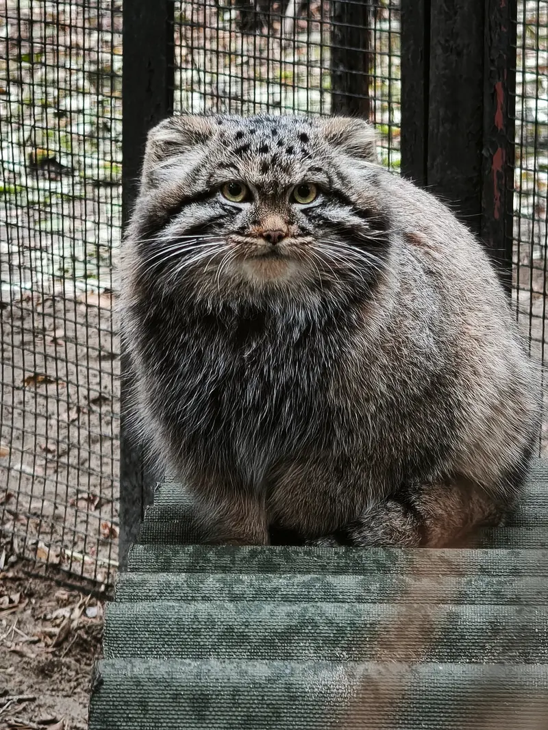 A photograph of Son of Adele b.2026 Ⅰ in Novosibirsk Zoo