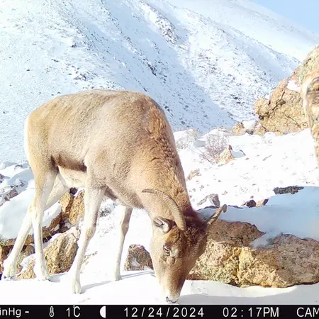 A photograph of Argali from Zhundy 2 camera trap