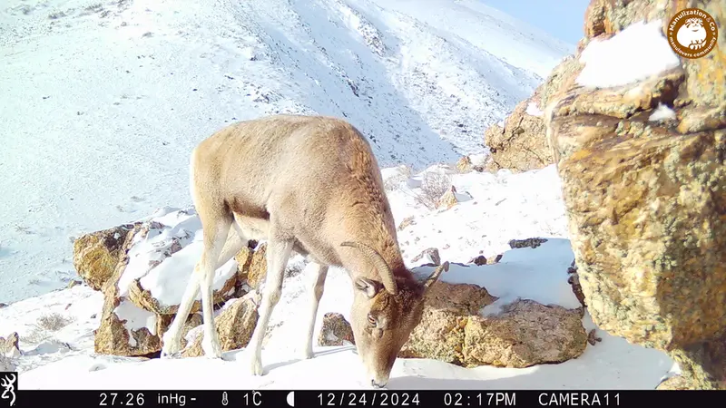 A photograph of Argali from Zhundy 2 camera trap
