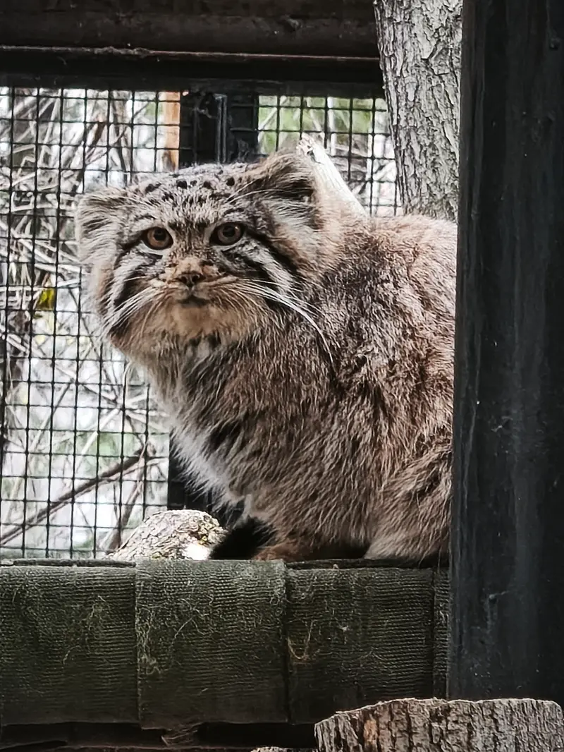 A photograph of Daughter of Eve b. 2026 Ⅰ in Novosibirsk Zoo