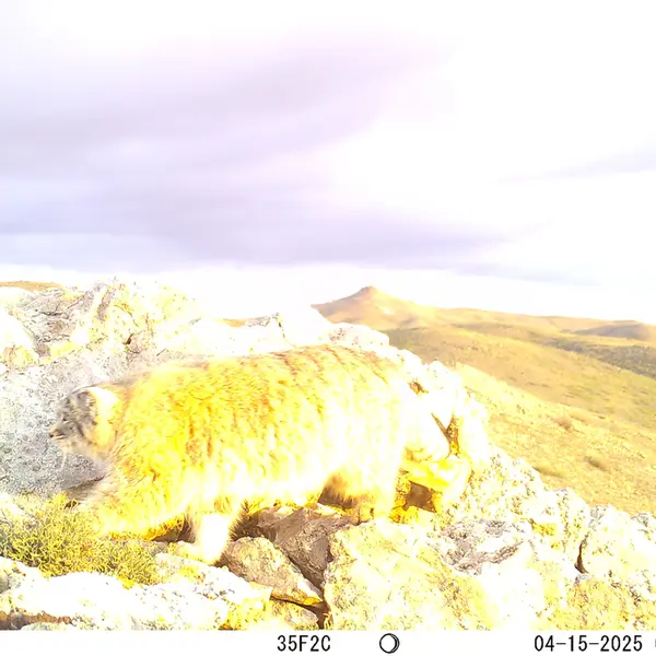 A photograph of Otocolobus manul manul from Besshoky 1 camera trap