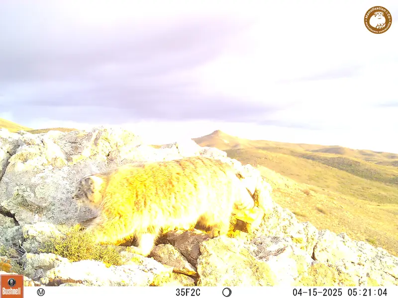 A photograph of Otocolobus manul manul from Besshoky 1 camera trap