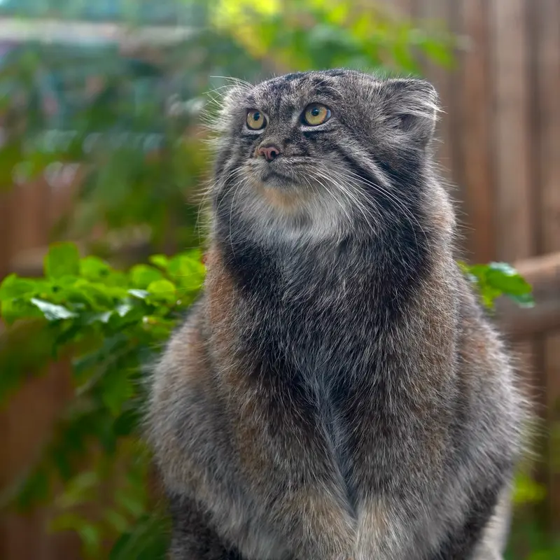A photograph of Nar in Kobe Animal Kingdom