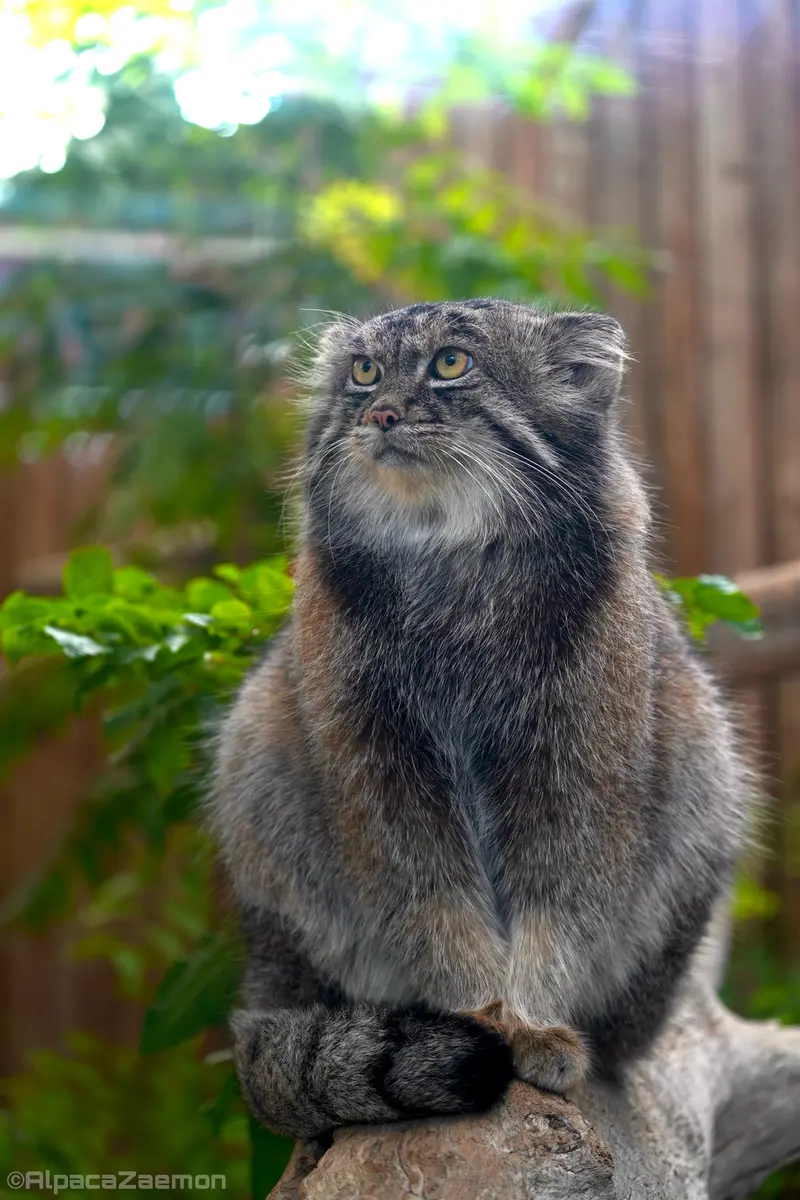 A photograph of Nar in Kobe Animal Kingdom