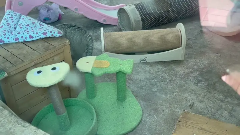 A video of Sun Sanlang in Qinghai-Tibet Plateau Wildlife Zoo