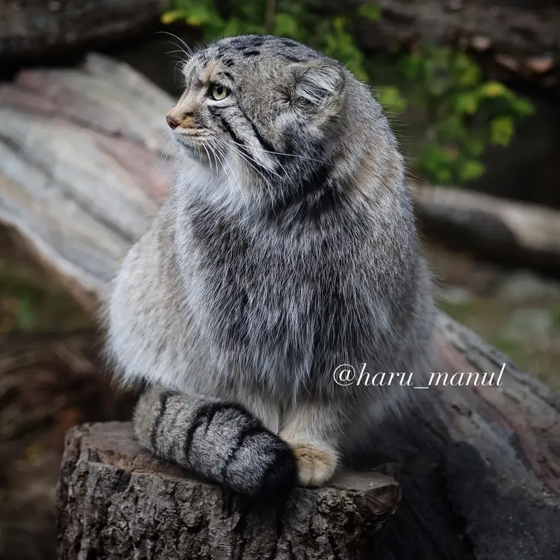 A photograph of Nagomu in Nasu Animal Kingdom