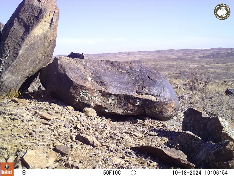 A photograph of Kazakh pika from Koshkar camera trap