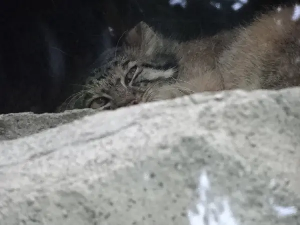 A photograph of a Pallas's cat