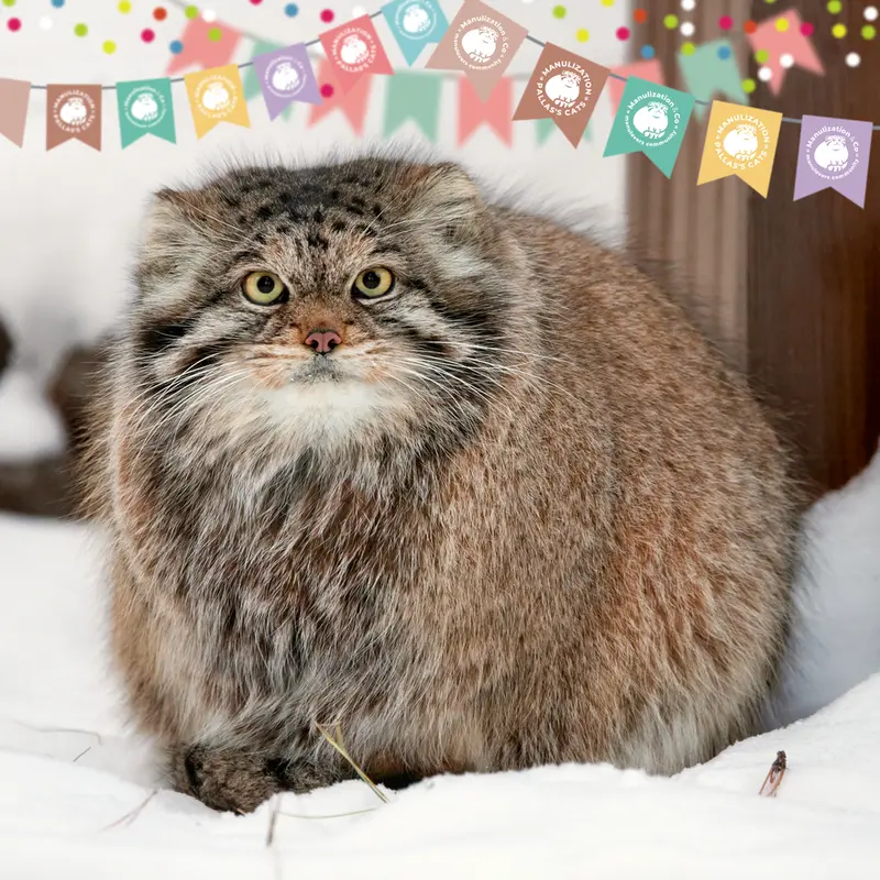 Happy International Pallas's Cat Day