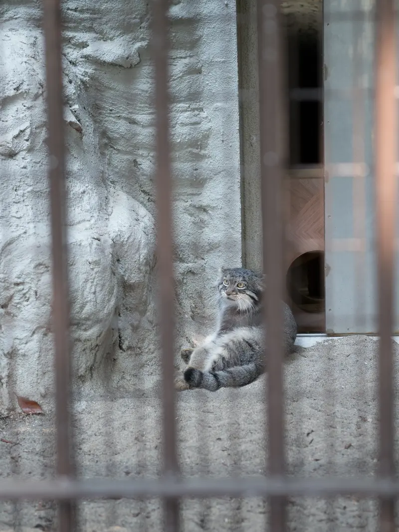 A photograph of Figa in Nogeyama Zoo