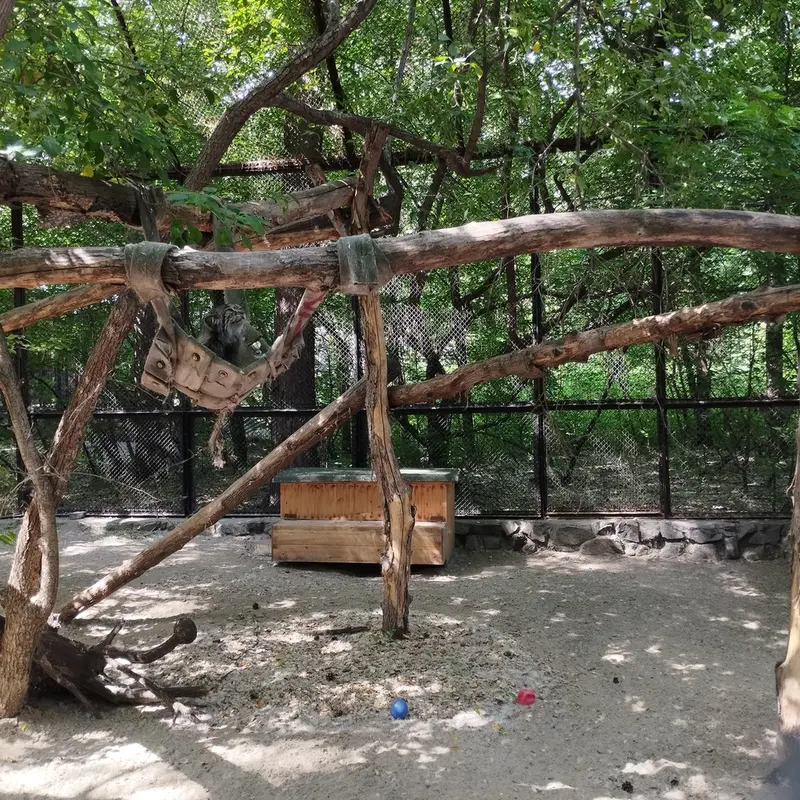 A photograph of a Pallas's cat in Novosibirsk Zoo